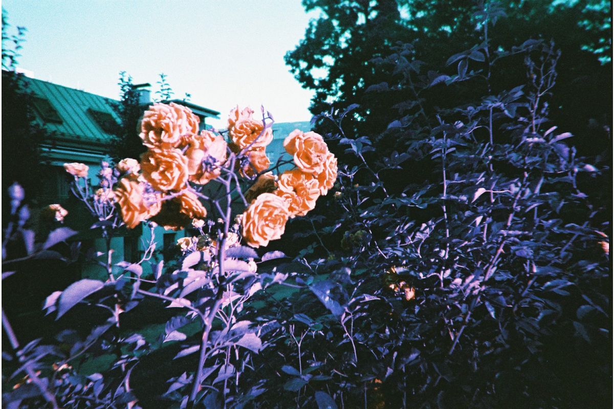Lomography Simple Use camera - Purple film